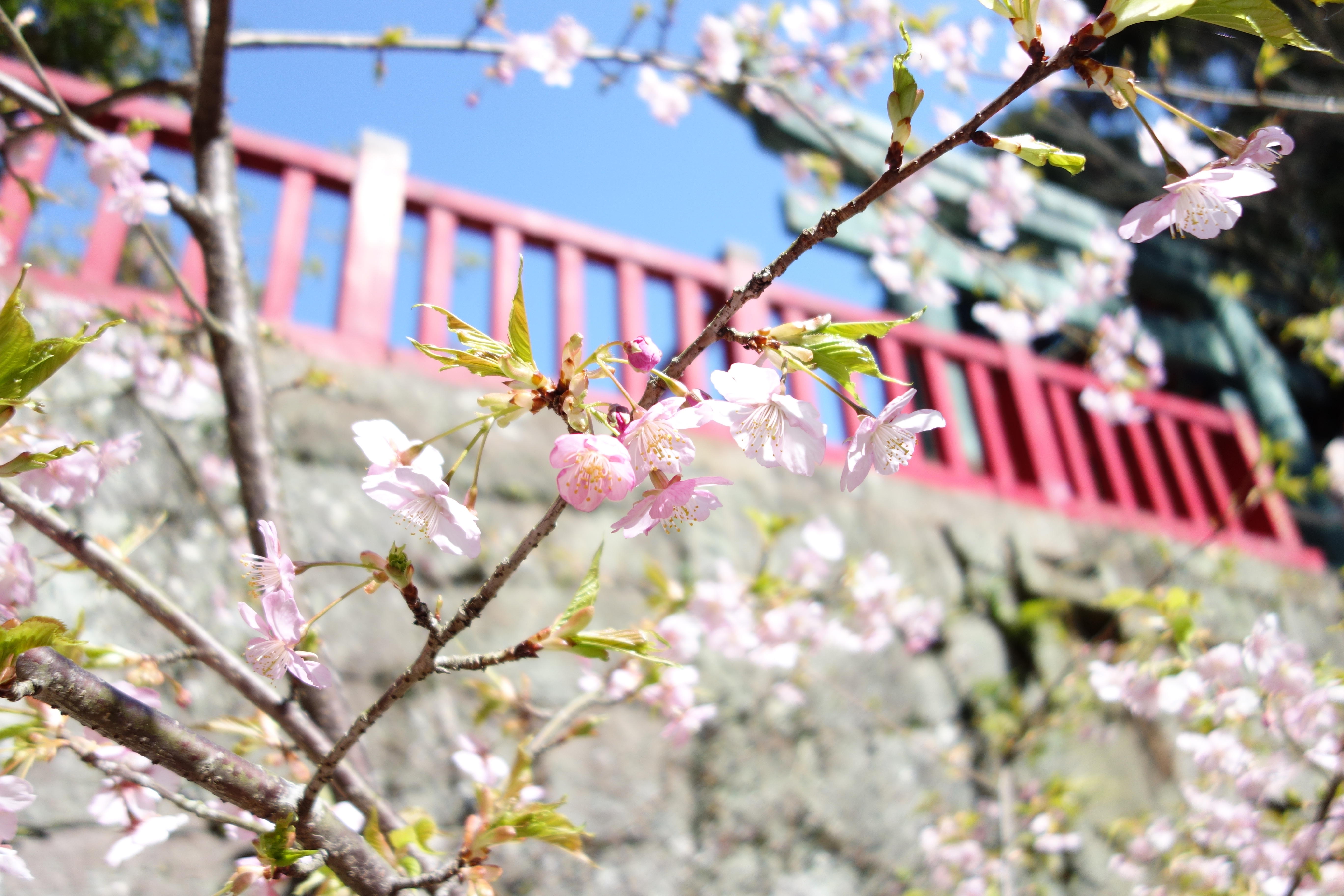 0306河津桜.JPG