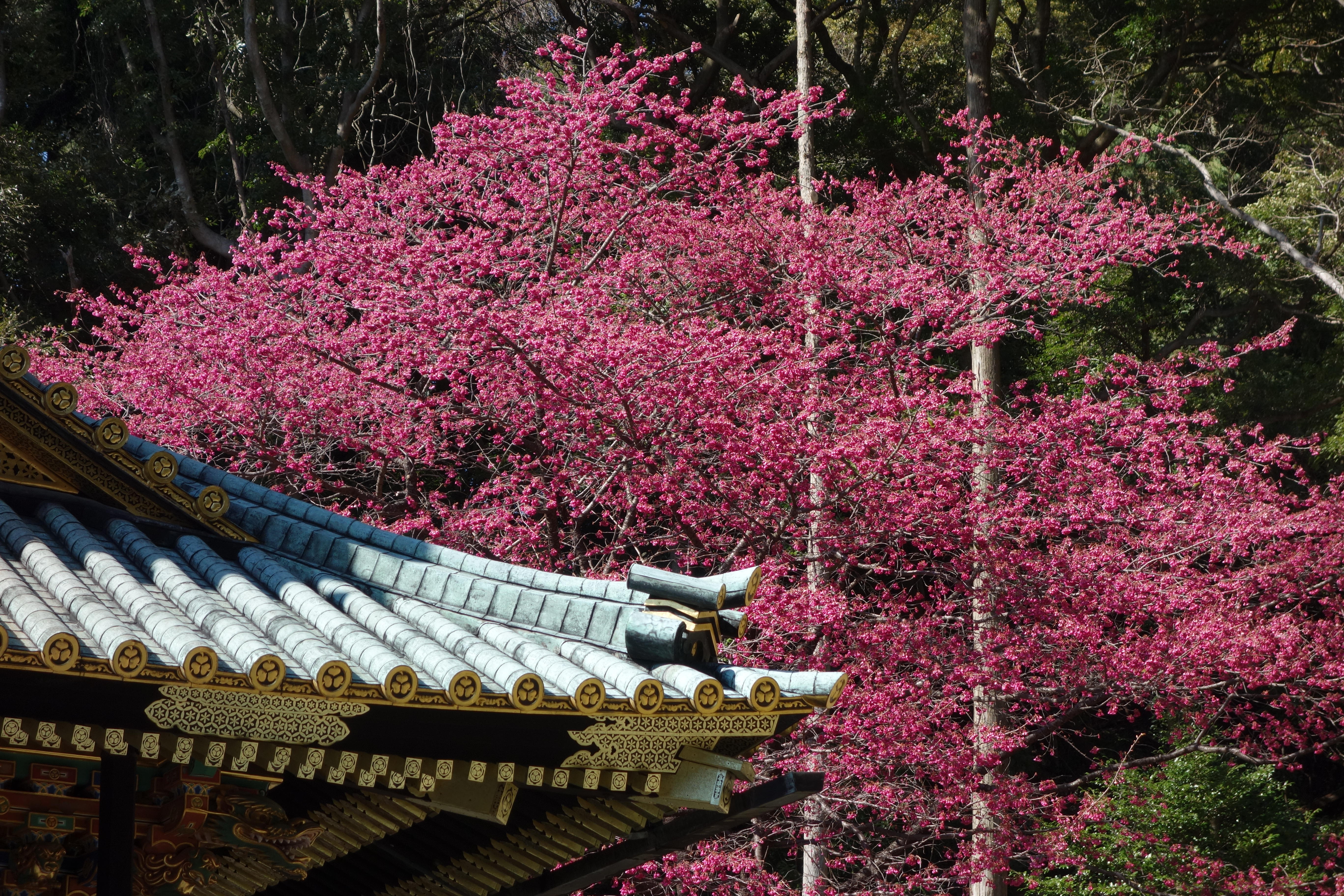 0301寒緋桜.JPG