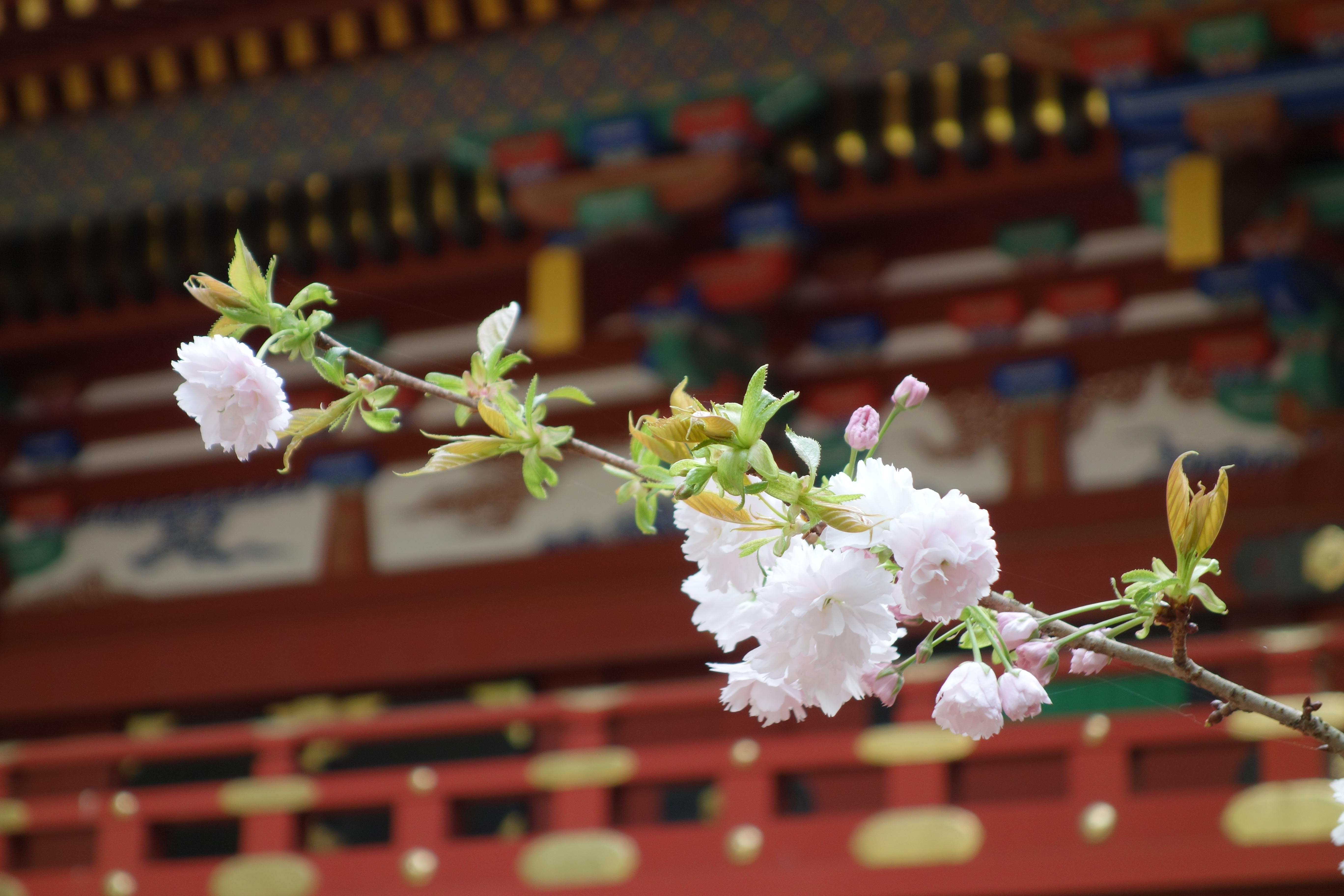 0326鹽竈桜.JPG