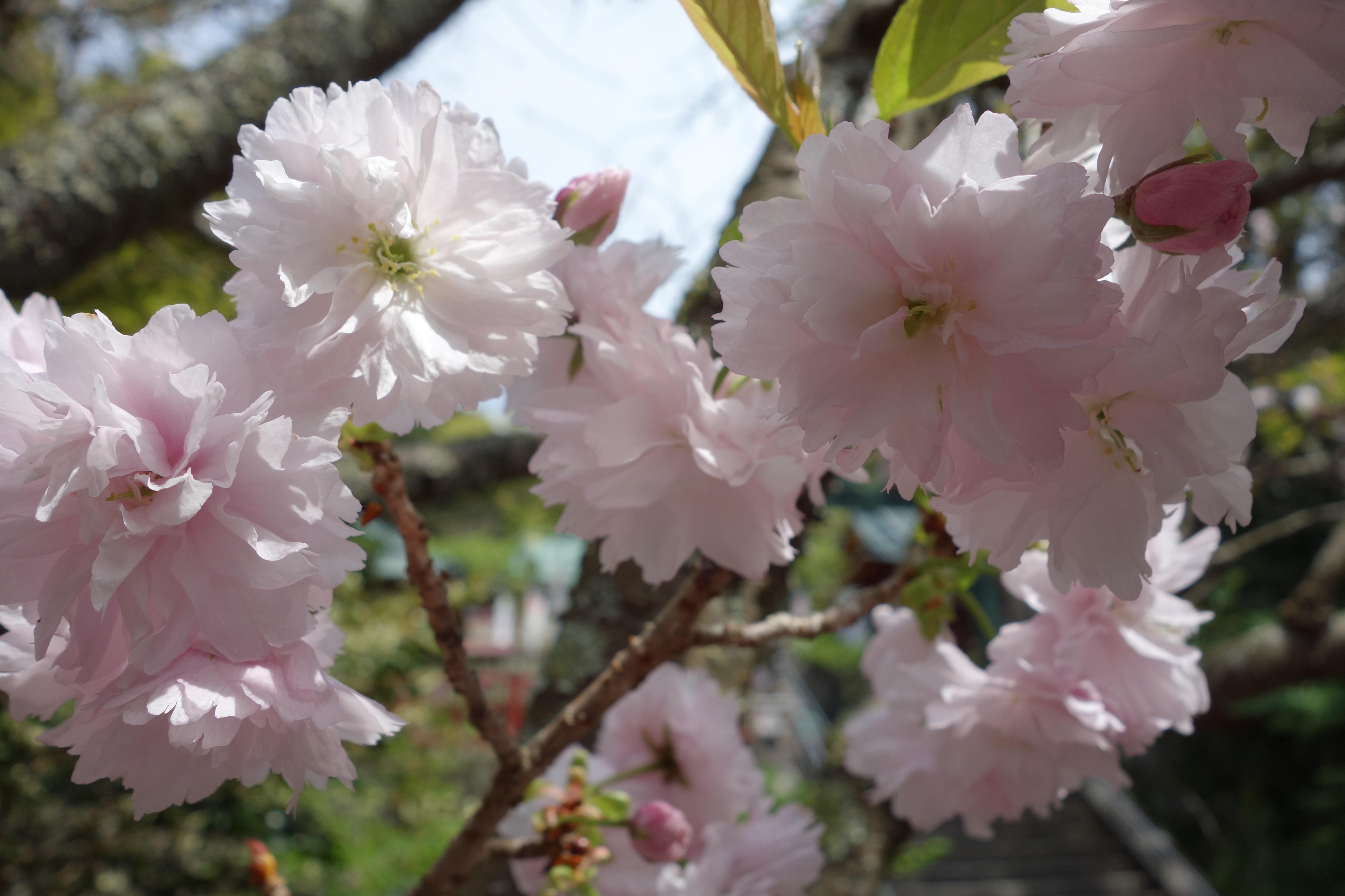 0409八重桜.JPG