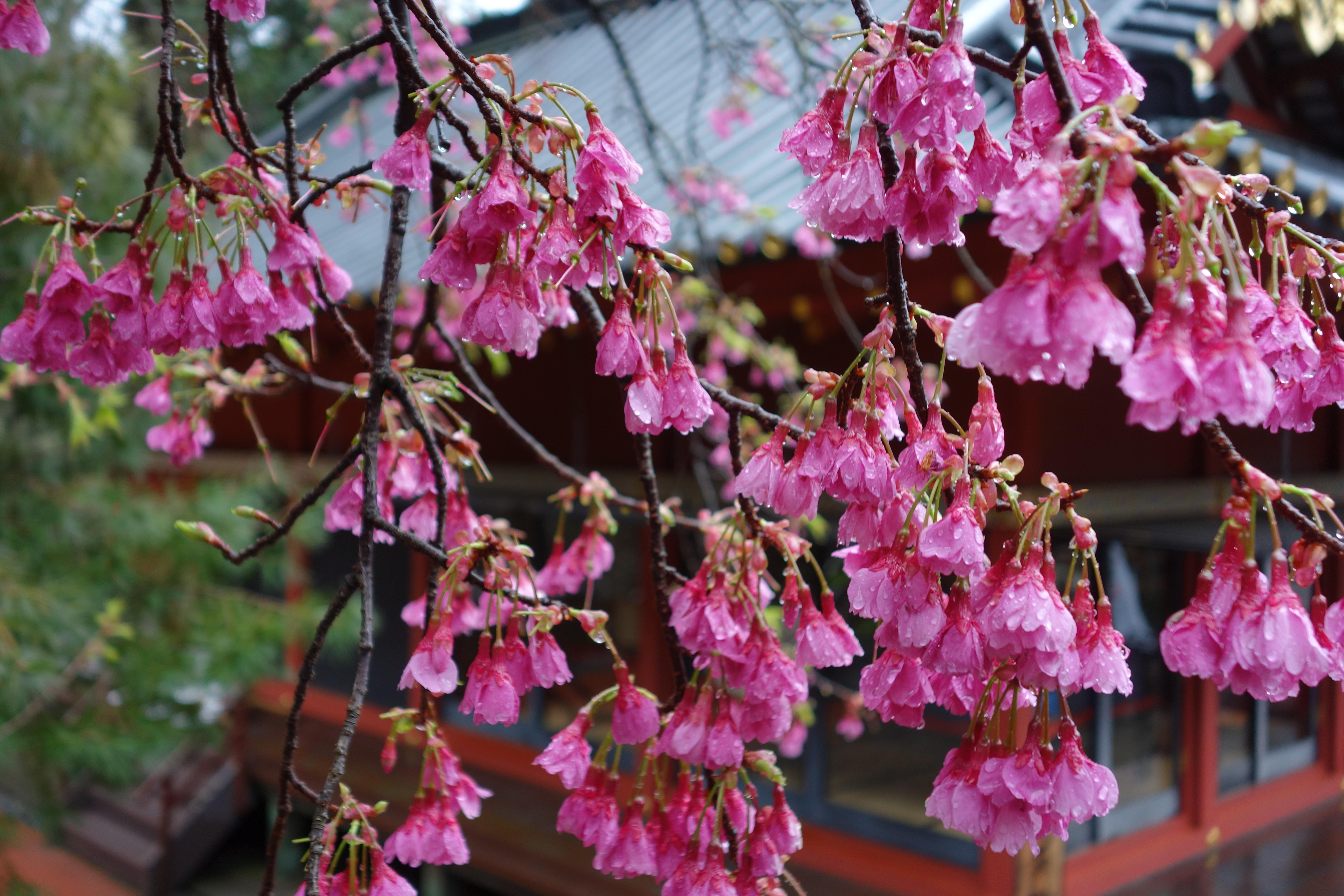 0307寒緋桜.JPG