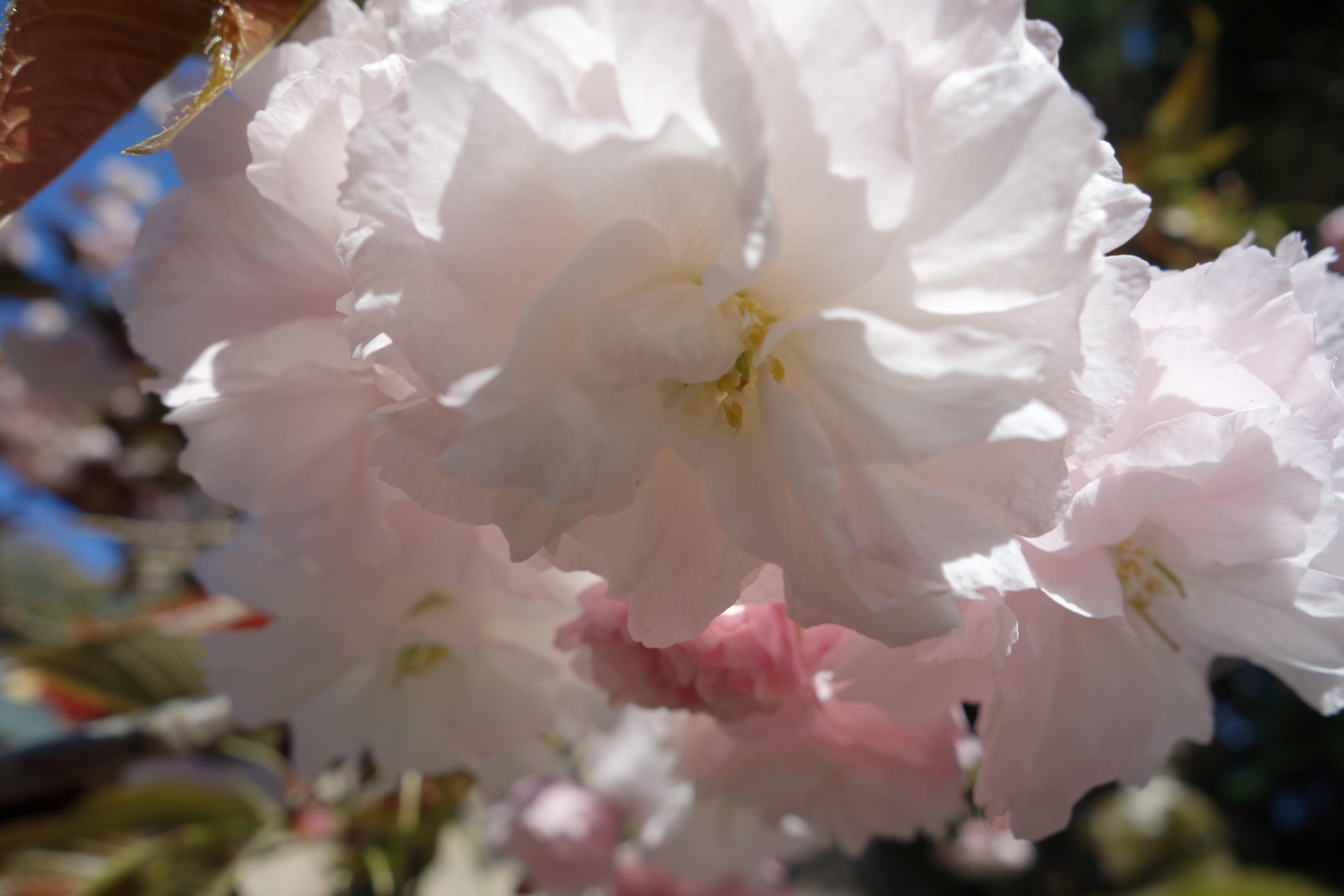 久能山東照宮 梅・桜開花状況のお知らせ（4月8日現在